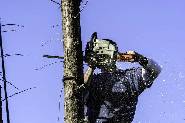 Professional Tree Cutting Service That Saves Time and Effort