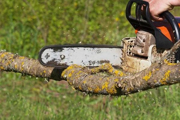 Tree Removal Service Mobile Backed by Experienced Professionals