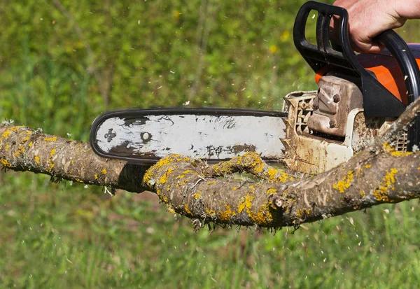 Tree Removal Service Mobile Backed by Experienced Professionals