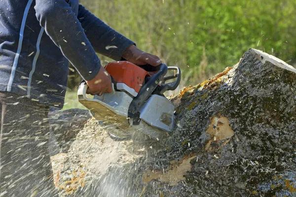Efficient Tree Service with Skilled Arborist Support